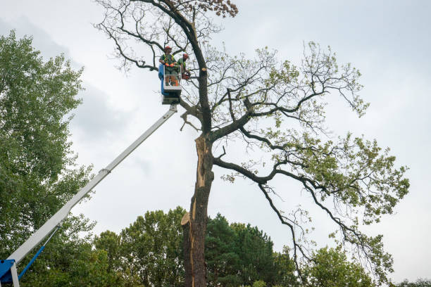 Best Tree Cutting Near Me  in Richmond, KY